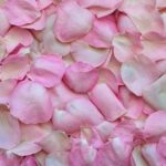What to do with Rose Petals - %count(What to do with Rose Petals)% - What to do with Rose Petals