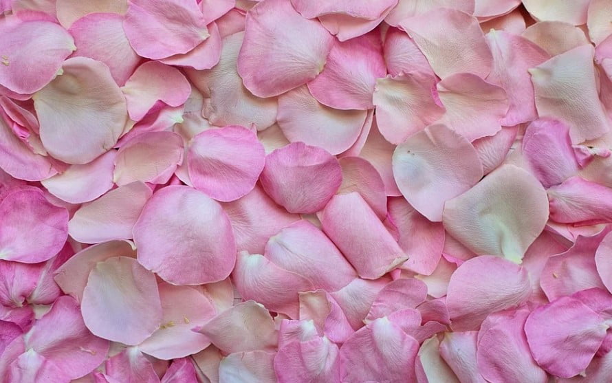 what-to-do-with-rose-petals