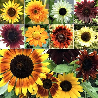 what to do with sunflower stalks: Sunflower Crazy Mixture 15+ Varieties