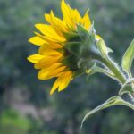 What to do with Sunflower Stalks