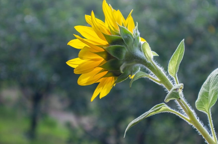 What to do with Sunflower Stalks